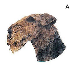 Airedale Terrier 'tête' 