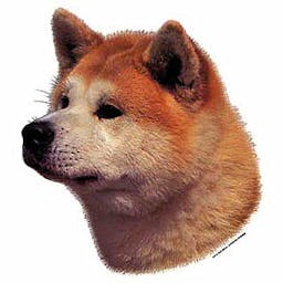 Akita Inu