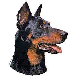 Beauceron