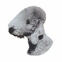 Bedlington terrier Bedlington terrier B