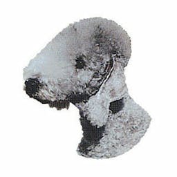 Bedlington terrier