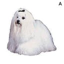 Bichon maltais Bichon maltais A