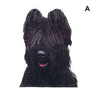 Briard noir