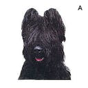 Briard noir Briard noir A 