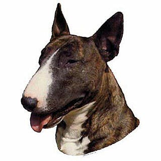 Bull terrier