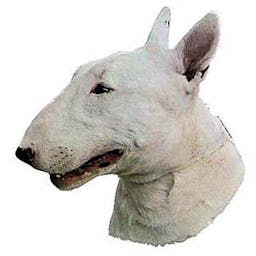 Bull terrier