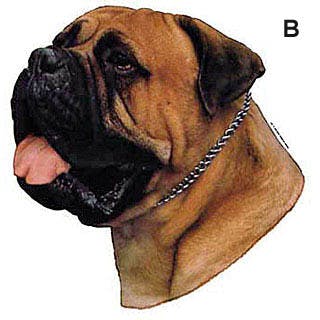 Bullmastiff