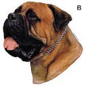 Bullmastiff Bullmastiff A