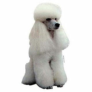 Caniche blanc