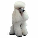 Caniche blanc Caniche blanc B