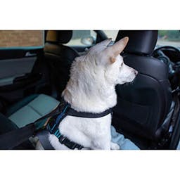 Carsafe crash tested Dog Harness