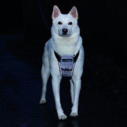 Carsafe crash tested Dog Harness