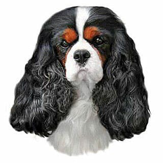 Cavalier king Charles tricolore