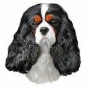 Cavalier king Charles tricolore Cavalier king charles B