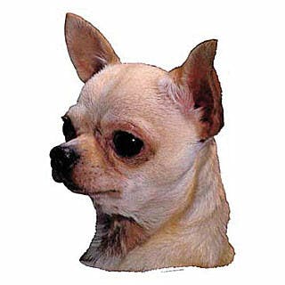 Chihuahua 'Tête' poil ras