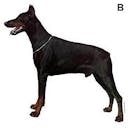 Dobermann Dobermann A 