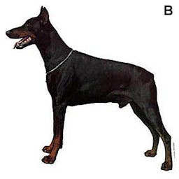 Dobermann