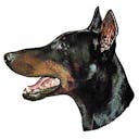 Dobermann Dobermann A