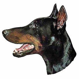 Dobermann