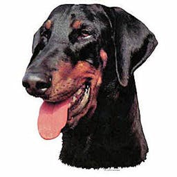 Dobermann