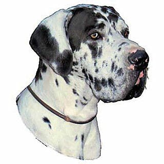 Dogue allemand arlequin