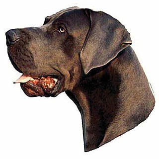 Dogue allemand bleu