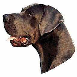 Dogue allemand bleu