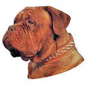 Dogue de Bordeaux  Dogue de Bordeaux A