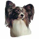 Epagneul papillon Epagneul papillon B