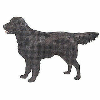 Flat coated retriever