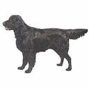 Flat coated retriever Flat coated retriever B