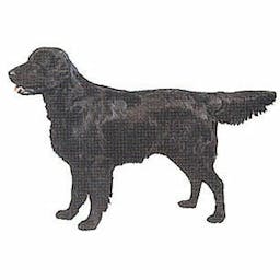 Flat coated retriever