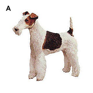 Fox terrier poil dur