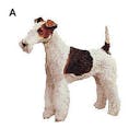 Fox terrier poil dur Fox terrier poil dur 