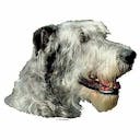 Irish wolfhound Irish wolfhound B