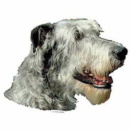 Irish wolfhound