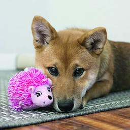 KONG Comfort Hedgehug Puppy