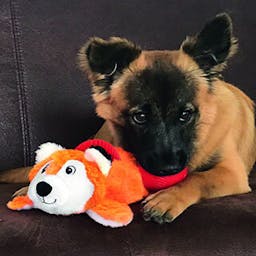 KONG Cozie Pockets Beaver 