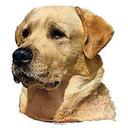 Labrador jaune