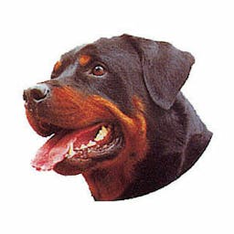 Rottweiler