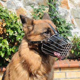 Muselière métal Berger Allemand, Malinois