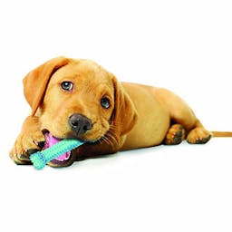 Nylabone Dental Chicken blue