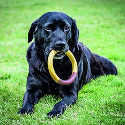 Nylabone Lard Cheeseburger Extreme Ring chew 