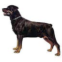 Rottweiler Rottweiler A