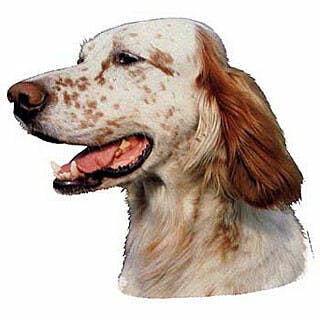 Setter anglais