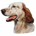 Setter anglais Setter anglais B