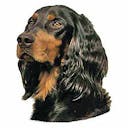 Setter gordon Setter gordon B